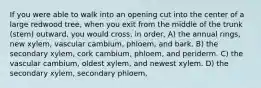 If you were able to walk into an opening cut into the center of a large redwood tree, when you exit from the middle of the trunk (stem) outward, you would cross, in order, A) the annual rings, new xylem, vascular cambium, phloem, and bark. B) the secondary xylem, cork cambium, phloem, and periderm. C) the vascular cambium, oldest xylem, and newest xylem. D) the secondary xylem, secondary phloem,