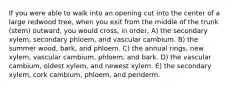 If you were able to walk into an opening cut into the center of a large redwood tree, when you exit from the middle of the trunk (stem) outward, you would cross, in order, A) the secondary xylem, secondary phloem, and vascular cambium. B) the summer wood, bark, and phloem. C) the annual rings, new xylem, vascular cambium, phloem, and bark. D) the vascular cambium, oldest xylem, and newest xylem. E) the secondary xylem, cork cambium, phloem, and periderm.