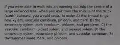 If you were able to walk into an opening cut into the centre of a large redwood tree, when you exit from the middle of the trunk (stem) outward, you would cross, in order A) the annual rings, new xylem, vascular cambium, phloem, and bark. B) the secondary xylem, cork cambium, phloem, and periderm. C) the vascular cambium, oldest xylem, and newest xylem. D) the secondary xylem, secondary phloem, and vascular cambium. E) the summer wood, bark, and phloem.