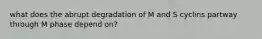 what does the abrupt degradation of M and S cyclins partway through M phase depend on?