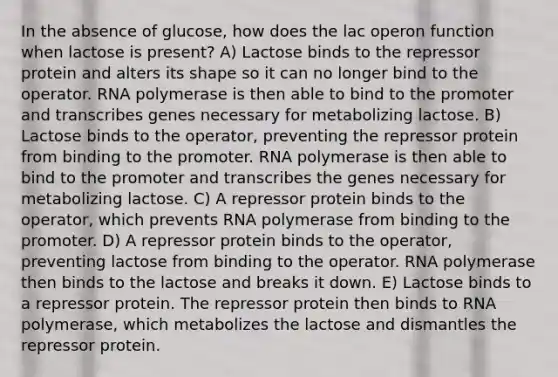 In the absence of glucose, how does the lac operon function when lactose is present? A) Lactose binds to the repressor protein and alters its shape so it can no longer bind to the operator. RNA polymerase is then able to bind to the promoter and transcribes genes necessary for metabolizing lactose. B) Lactose binds to the operator, preventing the repressor protein from binding to the promoter. RNA polymerase is then able to bind to the promoter and transcribes the genes necessary for metabolizing lactose. C) A repressor protein binds to the operator, which prevents RNA polymerase from binding to the promoter. D) A repressor protein binds to the operator, preventing lactose from binding to the operator. RNA polymerase then binds to the lactose and breaks it down. E) Lactose binds to a repressor protein. The repressor protein then binds to RNA polymerase, which metabolizes the lactose and dismantles the repressor protein.