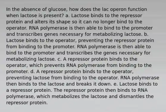 In the absence of glucose, how does the lac operon function when lactose is present? a. Lactose binds to the repressor protein and alters its shape so it can no longer bind to the operator. RNA polymerase is then able to bind to the promoter and transcribes genes necessary for metabolizing lactose. b. Lactose binds to the operator, preventing the repressor protein from binding to the promoter. RNA polymerase is then able to bind to the promoter and transcribes the genes necessary for metabolizing lactose. c. A repressor protein binds to the operator, which prevents RNA polymerase from binding to the promoter. d. A repressor protein binds to the operator, preventing lactose from binding to the operator. RNA polymerase then binds to the lactose and breaks it down. e. Lactose binds to a repressor protein. The repressor protein then binds to RNA polymerase, which metabolizes the lactose and dismantles the repressor protein.