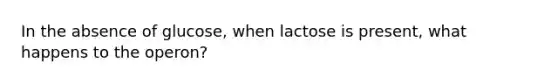 In the absence of glucose, when lactose is present, what happens to the operon?