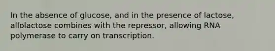 In the absence of glucose, and in the presence of lactose, allolactose combines with the repressor, allowing RNA polymerase to carry on transcription.