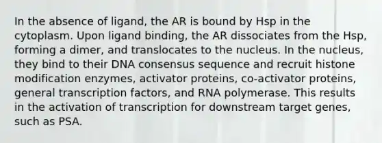 In the absence of ligand, the AR is bound by Hsp in the cytoplasm. Upon ligand binding, the AR dissociates from the Hsp, forming a dimer, and translocates to the nucleus. In the nucleus, they bind to their DNA consensus sequence and recruit histone modification enzymes, activator proteins, co-activator proteins, general transcription factors, and RNA polymerase. This results in the activation of transcription for downstream target genes, such as PSA.