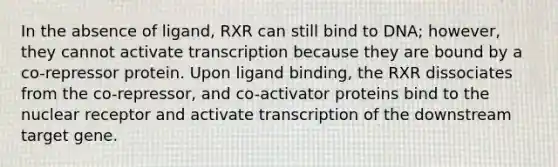 In the absence of ligand, RXR can still bind to DNA; however, they cannot activate transcription because they are bound by a co-repressor protein. Upon ligand binding, the RXR dissociates from the co-repressor, and co-activator proteins bind to the nuclear receptor and activate transcription of the downstream target gene.