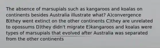 The absence of marsupials such as kangaroos and koalas on continents besides Australia illustrate what? A)convergence B)they went extinct on the other continents C)they are unrelated to opossums D)they didn't migrate E)kangaroos and koalas were types of marsupials that evolved after Australia was separated from the other continents