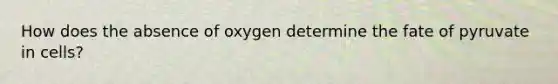 How does the absence of oxygen determine the fate of pyruvate in cells?