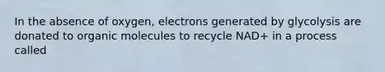 In the absence of oxygen, electrons generated by glycolysis are donated to <a href='https://www.questionai.com/knowledge/kjUwUacPFG-organic-molecules' class='anchor-knowledge'>organic molecules</a> to recycle NAD+ in a process called