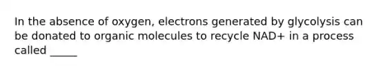 In the absence of oxygen, electrons generated by glycolysis can be donated to organic molecules to recycle NAD+ in a process called _____