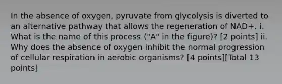 In the absence of oxygen, pyruvate from glycolysis is diverted to an alternative pathway that allows the regeneration of NAD+. i. What is the name of this process ("A" in the figure)? [2 points] ii. Why does the absence of oxygen inhibit the normal progression of cellular respiration in aerobic organisms? [4 points][Total 13 points]