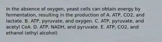 In the absence of oxygen, yeast cells can obtain energy by fermentation, resulting in the production of A. ATP, CO2, and lactate. B. ATP, pyruvate, and oxygen. C. ATP, pyruvate, and acetyl CoA. D. ATP, NADH, and pyruvate. E. ATP, CO2, and ethanol (ethyl alcohol)