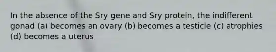 In the absence of the Sry gene and Sry protein, the indifferent gonad (a) becomes an ovary (b) becomes a testicle (c) atrophies (d) becomes a uterus