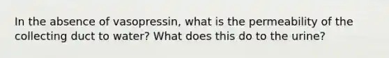 In the absence of vasopressin, what is the permeability of the collecting duct to water? What does this do to the urine?