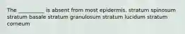 The __________ is absent from most epidermis. stratum spinosum stratum basale stratum granulosum stratum lucidum stratum corneum