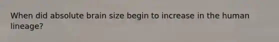 When did absolute brain size begin to increase in the human lineage?