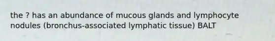 the ? has an abundance of mucous glands and lymphocyte nodules (bronchus-associated lymphatic tissue) BALT