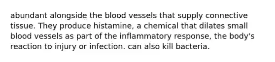 abundant alongside the blood vessels that supply connective tissue. They produce histamine, a chemical that dilates small blood vessels as part of the inflammatory response, the body's reaction to injury or infection. can also kill bacteria.