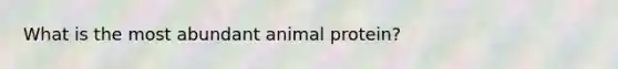 What is the most abundant animal protein?