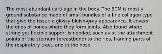 The most abundant cartilage in the body. The ECM is mostly ground substance made of small bundles of a fine collagen type that give the tissue a glossy bluish-gray appearance. It covers the ends of bones where they form joints. Also found where strong yet flexible support is needed, such as at the attachment points of the sternum (breastbone) to the ribs, framing parts of the respiratory tract, and in the nose.