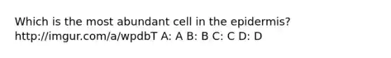 Which is the most abundant cell in the epidermis? http://imgur.com/a/wpdbT A: A B: B C: C D: D