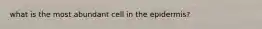 what is the most abundant cell in the epidermis?