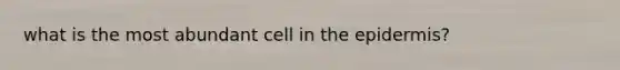 what is the most abundant cell in the epidermis?