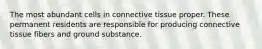 The most abundant cells in connective tissue proper. These permanent residents are responsible for producing connective tissue fibers and ground substance.