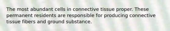 The most abundant cells in connective tissue proper. These permanent residents are responsible for producing connective tissue fibers and ground substance.