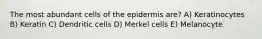 The most abundant cells of the epidermis are? A) Keratinocytes B) Keratin C) Dendritic cells D) Merkel cells E) Melanocyte