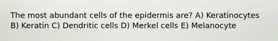 The most abundant cells of the epidermis are? A) Keratinocytes B) Keratin C) Dendritic cells D) Merkel cells E) Melanocyte