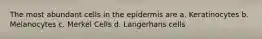 The most abundant cells in the epidermis are a. Keratinocytes b. Melanocytes c. Merkel Cells d. Langerhans cells