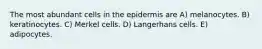 The most abundant cells in the epidermis are A) melanocytes. B) keratinocytes. C) Merkel cells. D) Langerhans cells. E) adipocytes.