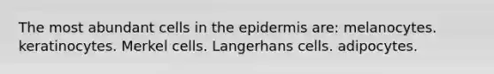 The most abundant cells in the epidermis are: melanocytes. keratinocytes. Merkel cells. Langerhans cells. adipocytes.