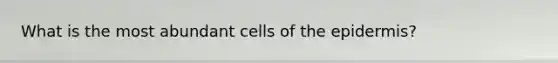 What is the most abundant cells of the epidermis?