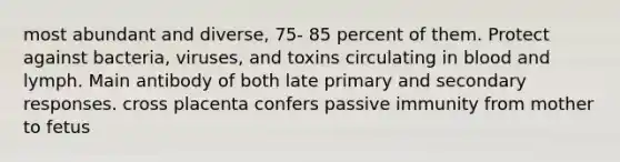 most abundant and diverse, 75- 85 percent of them. Protect against bacteria, viruses, and toxins circulating in blood and lymph. Main antibody of both late primary and secondary responses. cross placenta confers passive immunity from mother to fetus