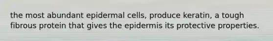 the most abundant epidermal cells, produce keratin, a tough fibrous protein that gives the epidermis its protective properties.