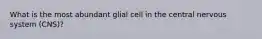 What is the most abundant glial cell in the central nervous system (CNS)?