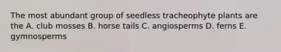 The most abundant group of seedless tracheophyte plants are the A. club mosses B. horse tails C. angiosperms D. ferns E. gymnosperms