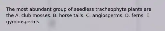 The most abundant group of seedless tracheophyte plants are the A. club mosses. B. horse tails. C. angiosperms. D. ferns. E. gymnosperms.