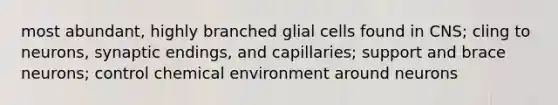 most abundant, highly branched glial cells found in CNS; cling to neurons, synaptic endings, and capillaries; support and brace neurons; control chemical environment around neurons