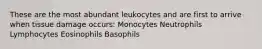 These are the most abundant leukocytes and are first to arrive when tissue damage occurs: Monocytes​ Neutrophils Lymphocytes Eosinophils Basophils