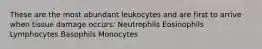 These are the most abundant leukocytes and are first to arrive when tissue damage occurs: Neutrophils Eosinophils Lymphocytes Basophils Monocytes