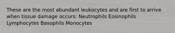 These are the most abundant leukocytes and are first to arrive when tissue damage occurs: Neutrophils Eosinophils Lymphocytes Basophils Monocytes