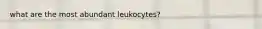 what are the most abundant leukocytes?