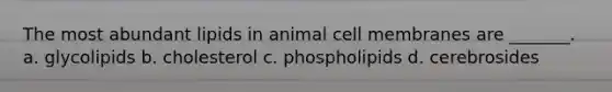 The most abundant lipids in animal cell membranes are _______. a. glycolipids b. cholesterol c. phospholipids d. cerebrosides