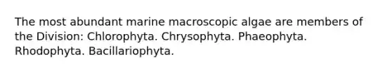 The most abundant marine macroscopic algae are members of the Division: Chlorophyta. Chrysophyta. Phaeophyta. Rhodophyta. Bacillariophyta.