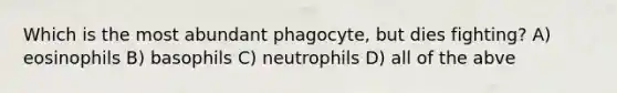 Which is the most abundant phagocyte, but dies fighting? A) eosinophils B) basophils C) neutrophils D) all of the abve