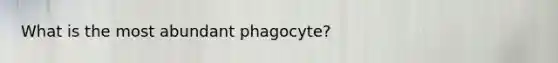 What is the most abundant phagocyte?