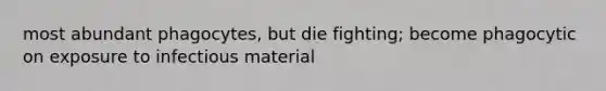 most abundant phagocytes, but die fighting; become phagocytic on exposure to infectious material